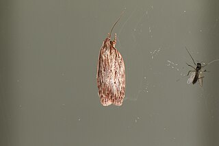 <i>Pedois ceramora</i> Species of moth