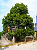 Vignette pour Tilleul de danse de Peesten