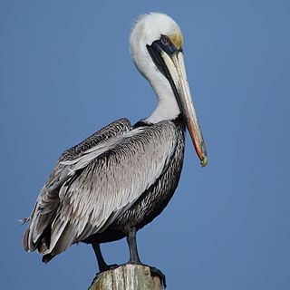 Adult Brown Pelican (Pelecanus occidentalis)