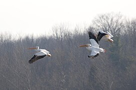 American White Pelicans at Eagle Creek Park, Indianapolis