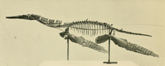 Peloneustes Skeletal Mount from Andrews (1910).png