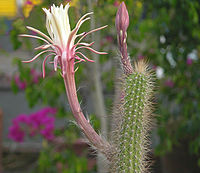 Peniocereus