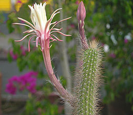 Ніктоцереус змієподібний Peniocereus serpentinus