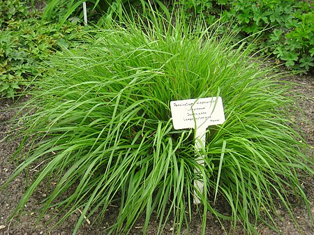 Pennisetum alopecuroides