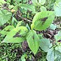 Thumbnail for Persicaria virginiana