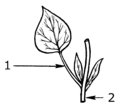 Petiole (PSF).png