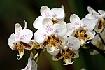 Thumbnail for Phalaenopsis stuartiana