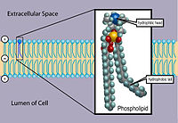 Cell membrane - Simple English Wikipedia, the free ...