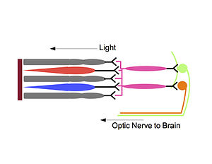 Phototransduction and ipRGCs in mammals