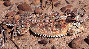 Beschrijving van de afbeelding Phrynosoma coronatum.jpg.