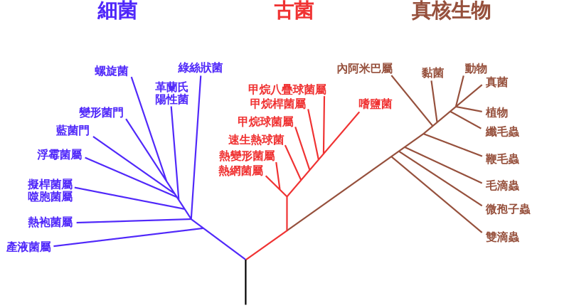 File:Phylogenetic tree-zh-hant.svg