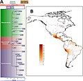 Phylogenetik und Verteilung von Haplogruppe C (mtDNA)1b: Sichtbar sind zwei extreme Verbreitungsschwerpunkte der Haplogruppe; eines in Mexiko und das andere in Peru.[94]