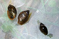 Español: Moluscos gastrópodos de la familia Physidae English: Bladder snails (family Physidae)