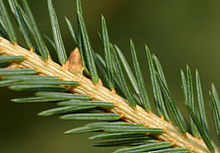 The peg-like base of the needles, or pulvinus, in Norway spruce (Picea abies). Picea abies Nadelkissen.jpg