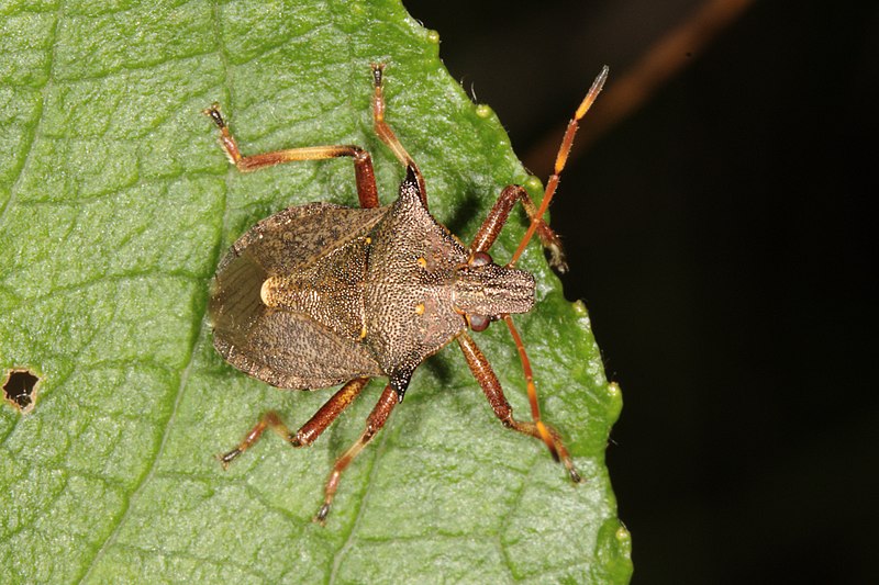 File:Picromerus bidens (4913897966).jpg