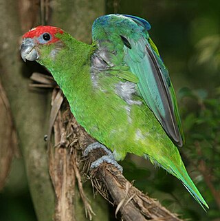 <span class="mw-page-title-main">Pileated parrot</span> Species of bird