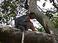 Westafrikanischer Stummelaffe Western Red Colobus