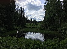 A pond surrounded by Douglas-fir trees in northern British Columbia.