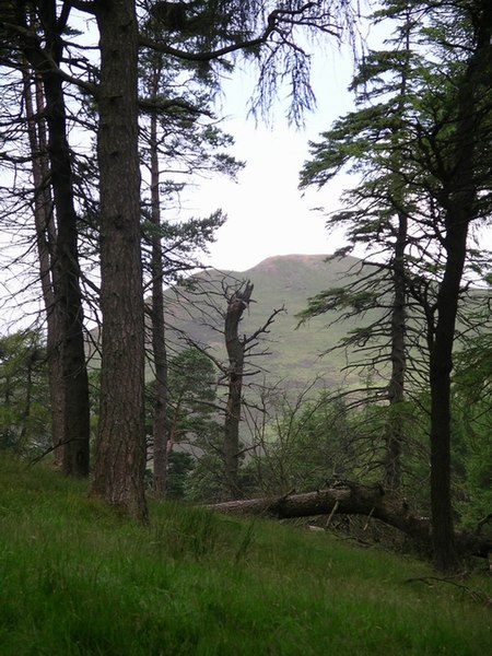 File:Pine woods, Braid Law - geograph.org.uk - 32142.jpg