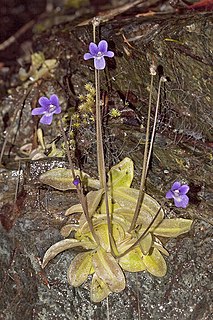 <i>Pinguicula macroceras</i>