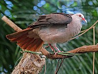 Pigeon, Pink Nesoenas mayeri