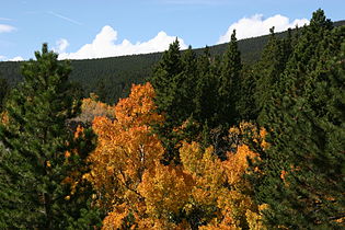 Forest, with Populus tremuloides, Colorado