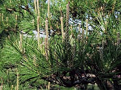 Pinus densiflora.JPG