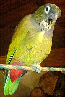 A captive scaly-headed parrot Pionus maximiliani -pet-4a.jpg