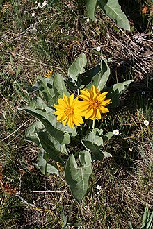 Balsamorhiza incana