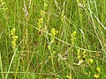 Miniatuur voor Bestand:Plants in the dunes, Galium verum (Lady's bedstraw) - geograph.org.uk - 5033856.jpg