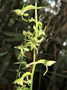 Platanthera florentii