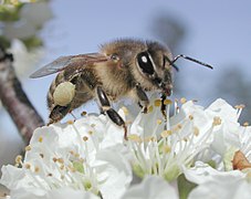 Honeybee collecting pollen from a plum blossom