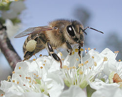 Naminė bitė (Apis mallifera)