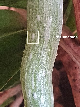 Pneumatodes on roots of a Vanda orchid Pneumatode.jpg