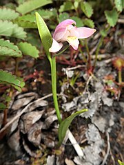 花弁に紫桃色の幅広い帯が入る。