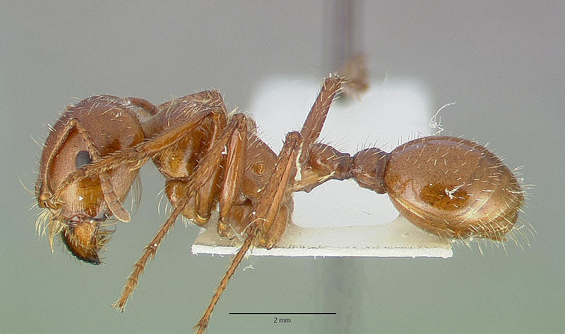 File:Pogonomyrmex texanus castype14105 profile 1.jpg