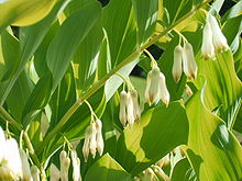 Polygonatum.JPG