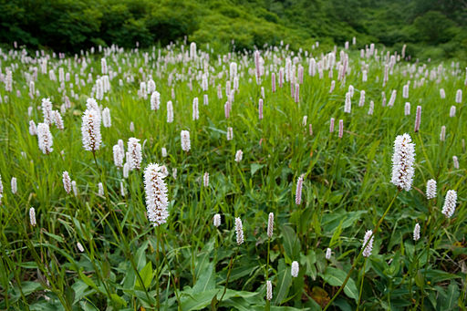 Polygonum bistorta 06