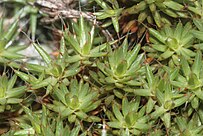 Polytrichum piliferum, avec les poils blancs bien visibles.