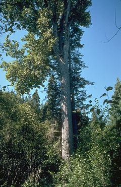 Plaukuotvaisė tuopa (Populus trichocarpa)