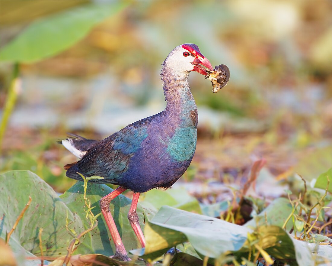 File:Porphyrio indicus viridis - Bueng Boraphet, Thailand.jpg