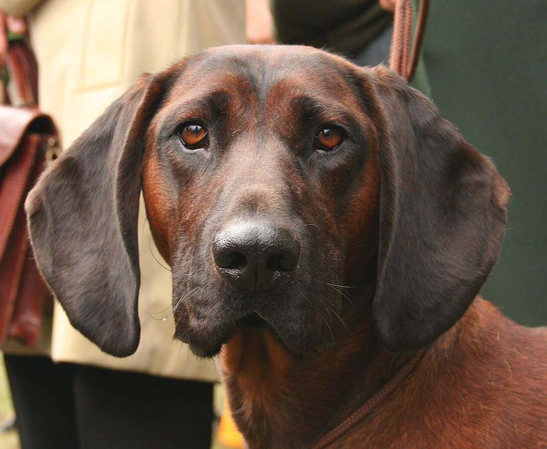 Bayersk viltspårhund