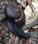 Powelliphanta traversi traversi