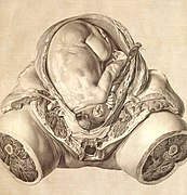 Plaat VI fan The Anatomy of the Human Gravid Uterus (1774) fan William Hunter, gravearre troch Jan van Rymsdyk