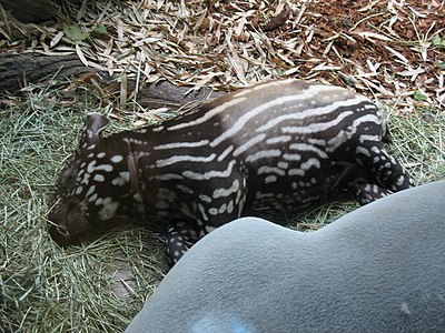 Putri Tapir sleeping.JPG