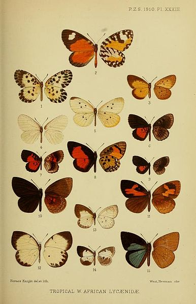 File:Proceedingsofzoo1910Plate13.jpg