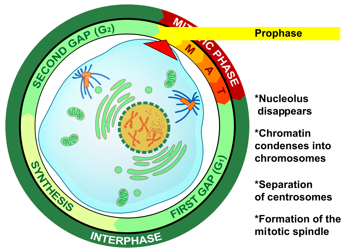 Prophase Wikipedia