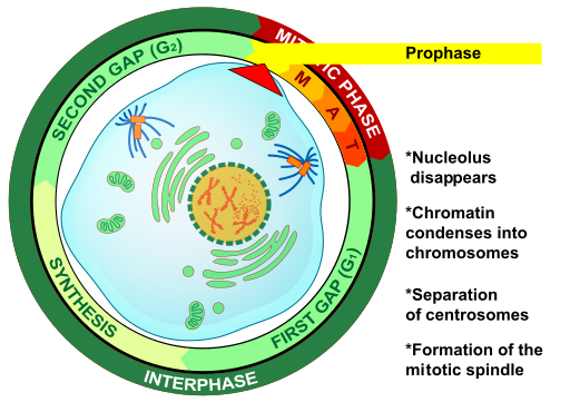 Prophase eukaryotic mitosis