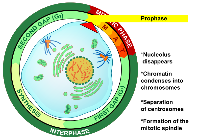 Archivo:Prophase eucariota mitosis.svg