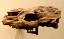 Skull of Protapirus sp. Protapirus.JPG